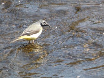 2021年3月14日(日) 川辺の野鳥観察記録