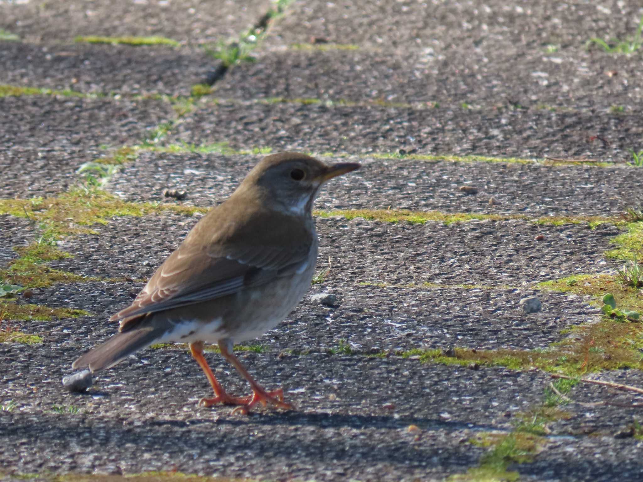 Photo of Pale Thrush at 名城公園 by OHモリ