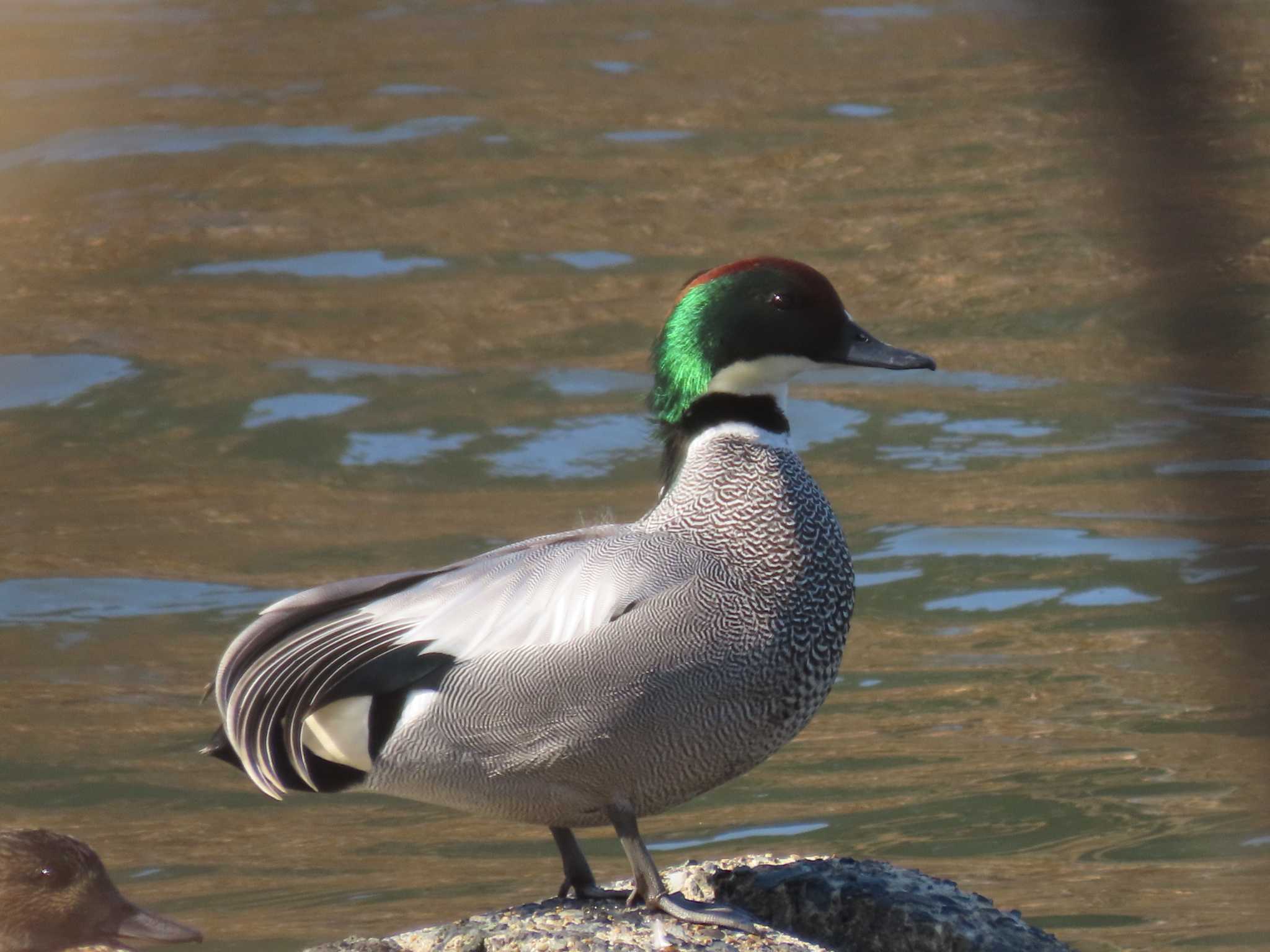 Falcated Duck