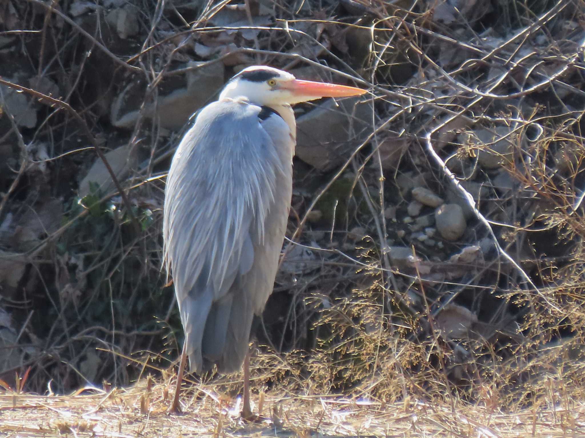 Grey Heron