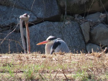 アオサギ 名城公園 2021年3月14日(日)