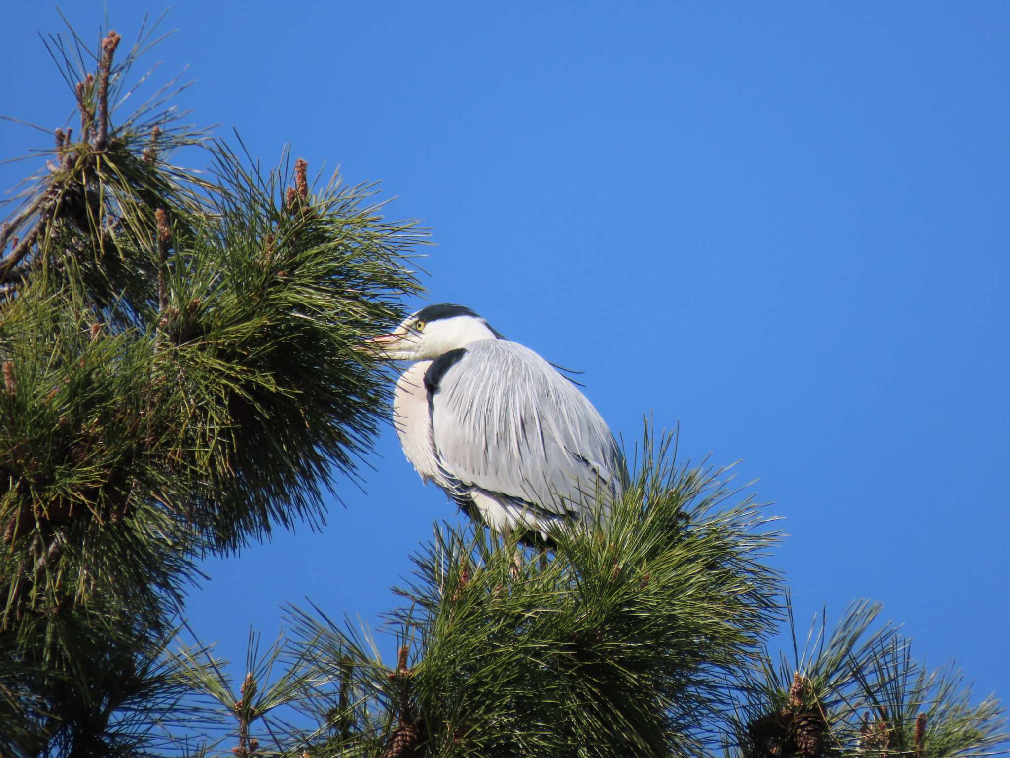 Grey Heron