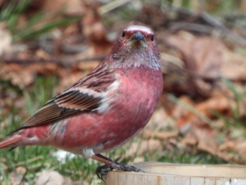 2021年3月14日(日) 埼玉県県民の森の野鳥観察記録