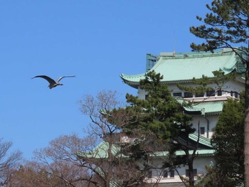 Sun, 3/14/2021 Birding report at 名城公園