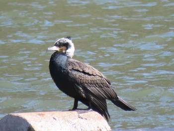 カワウ 名城公園 2021年3月14日(日)