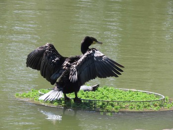 カワウ 名城公園 2021年3月14日(日)