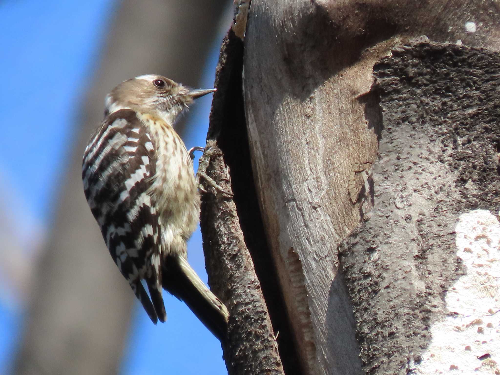 Japanese Pygmy Woodpecker