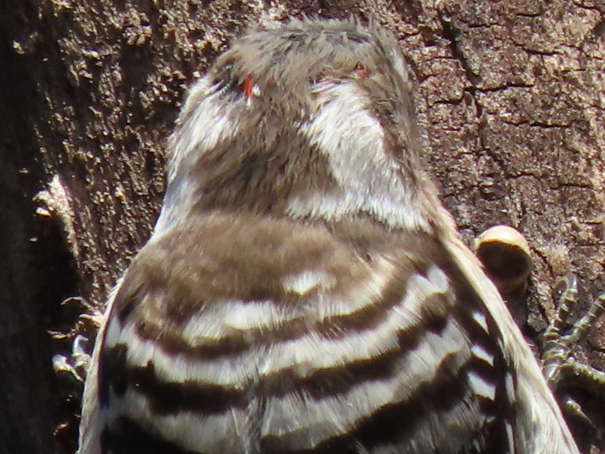 Japanese Pygmy Woodpecker