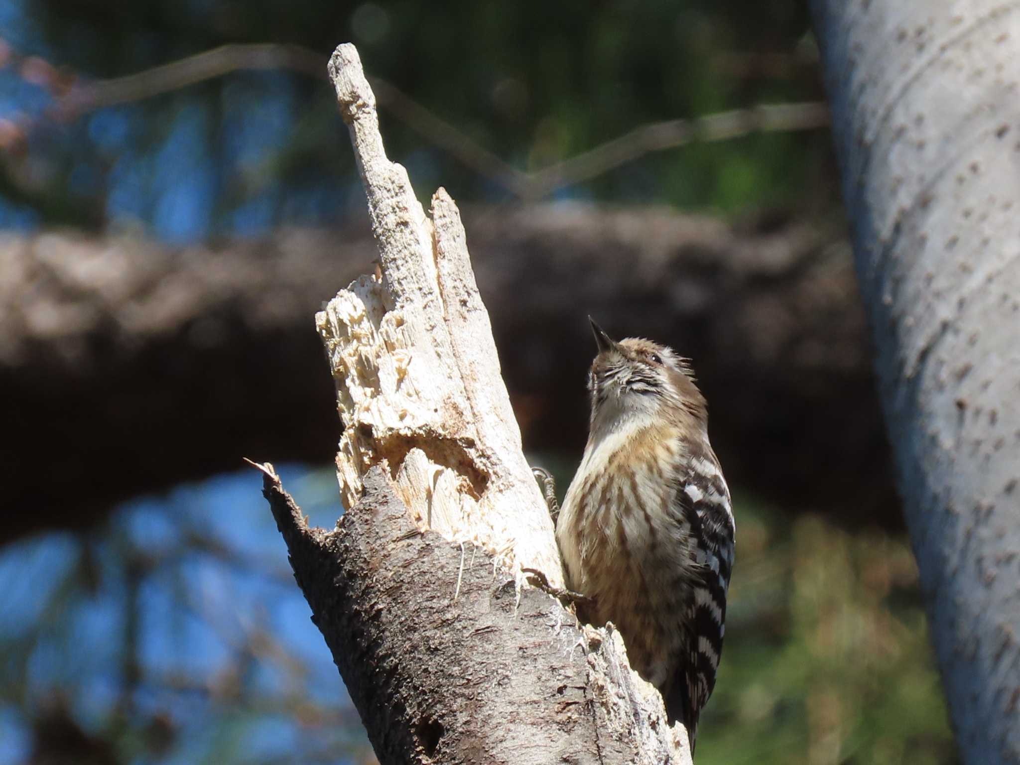 Japanese Pygmy Woodpecker