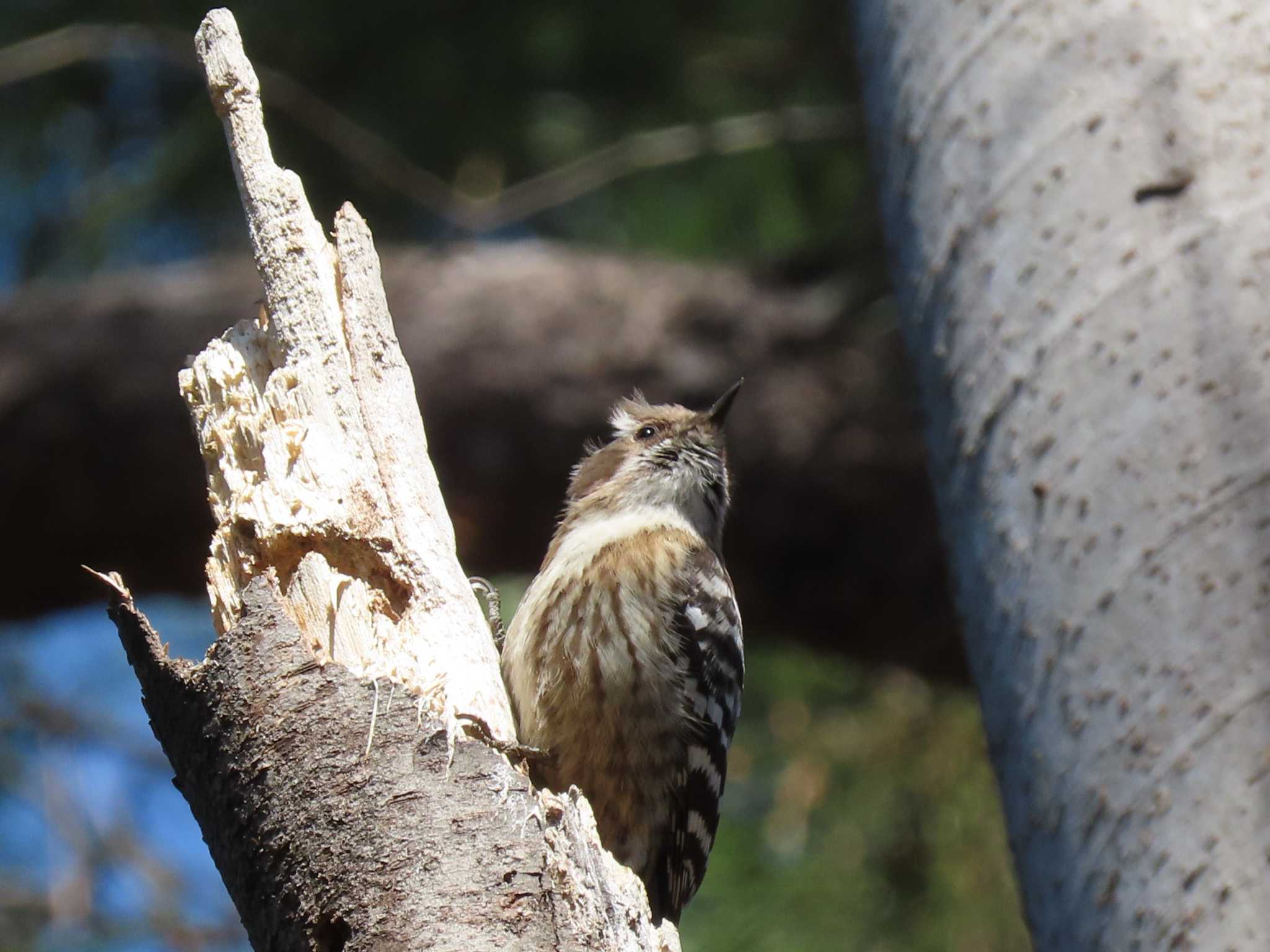 Japanese Pygmy Woodpecker