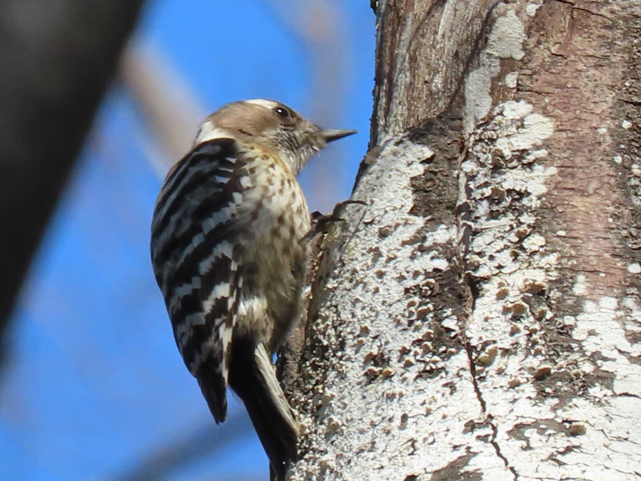 Japanese Pygmy Woodpecker