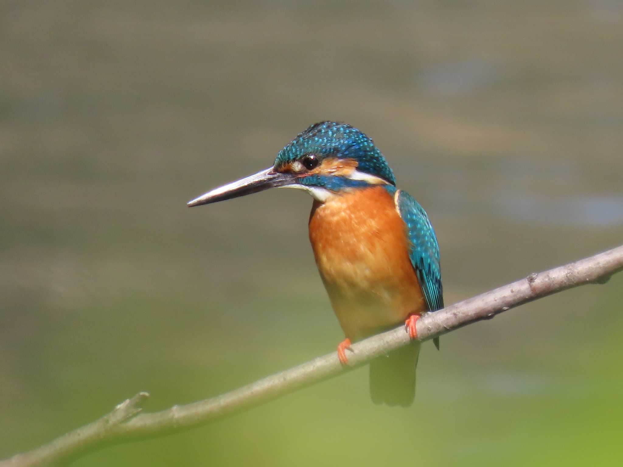 Common Kingfisher