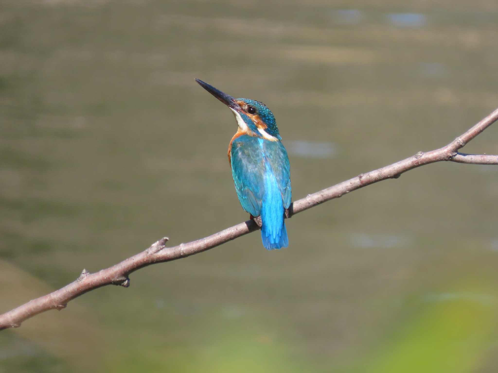 Common Kingfisher