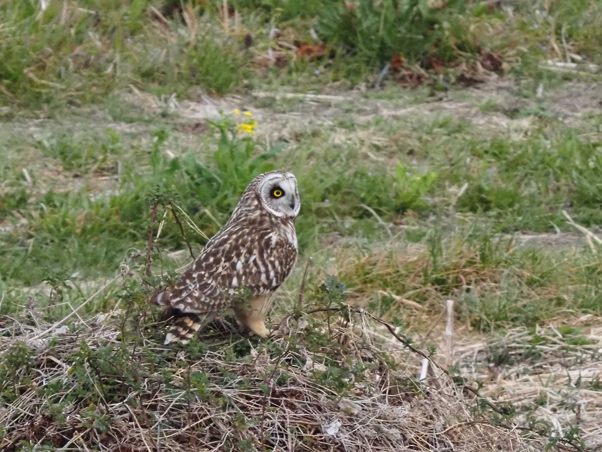 埼玉県大芦橋南西　荒川河川敷 コミミズクの写真 by エヌ