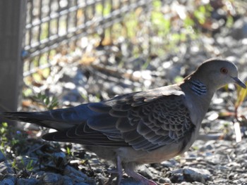 2021年3月14日(日) ふなばし三番瀬海浜公園の野鳥観察記録