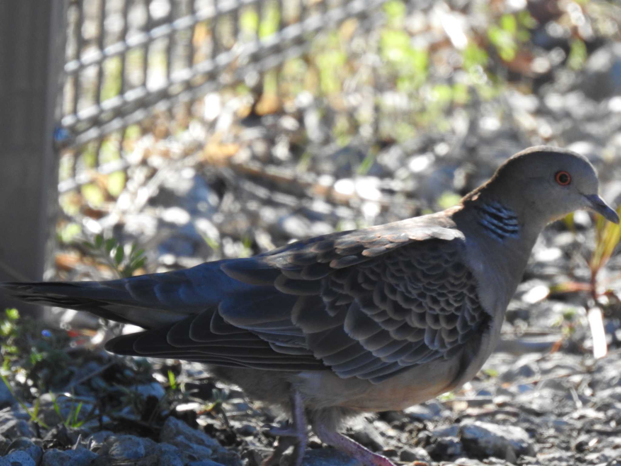 Oriental Turtle Dove