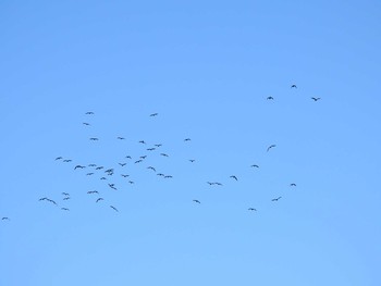 カワウ ふなばし三番瀬海浜公園 2021年3月14日(日)