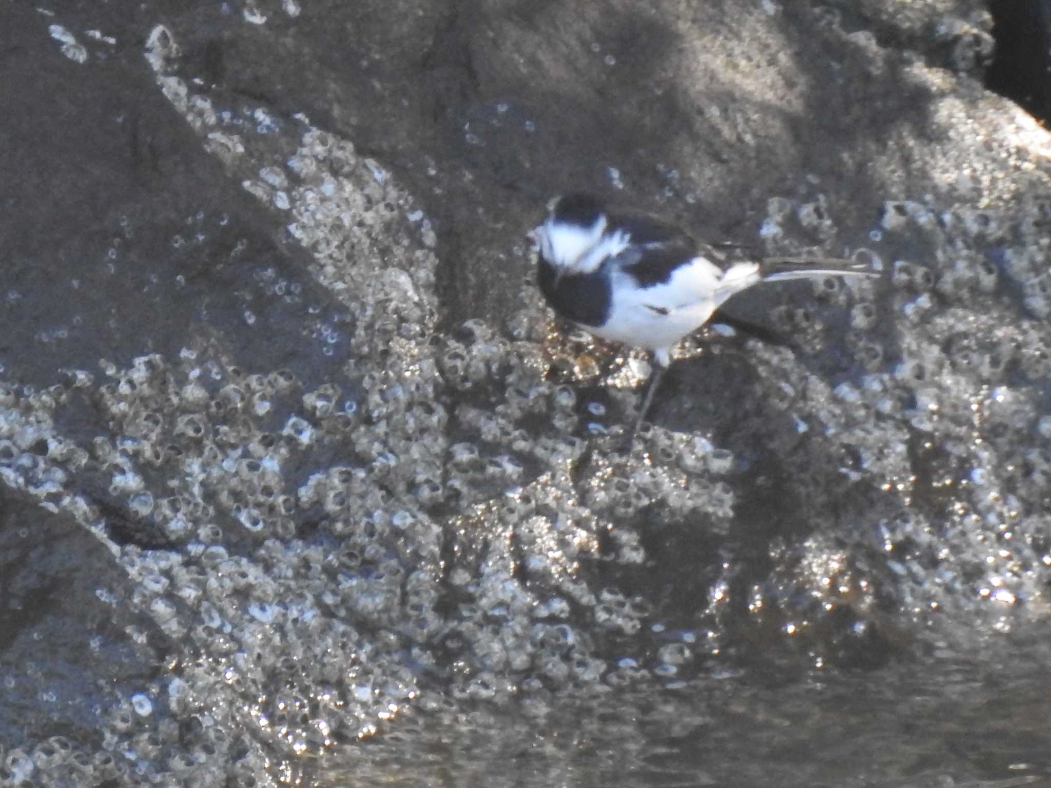 White Wagtail