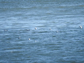 ユリカモメ ふなばし三番瀬海浜公園 2021年3月14日(日)