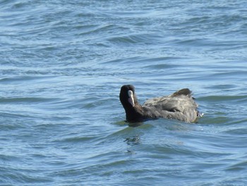 オオバン ふなばし三番瀬海浜公園 2021年3月14日(日)