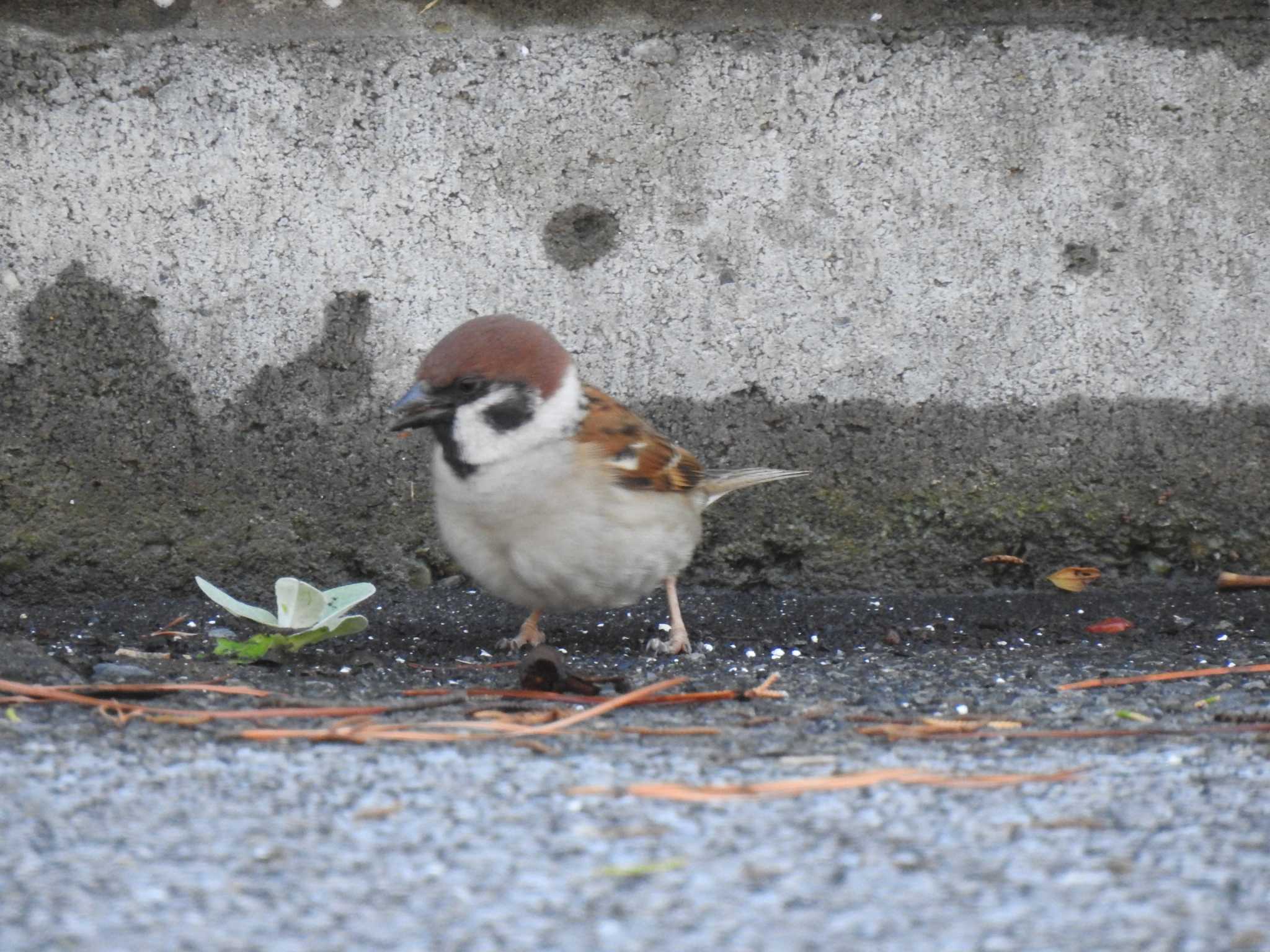 Eurasian Tree Sparrow