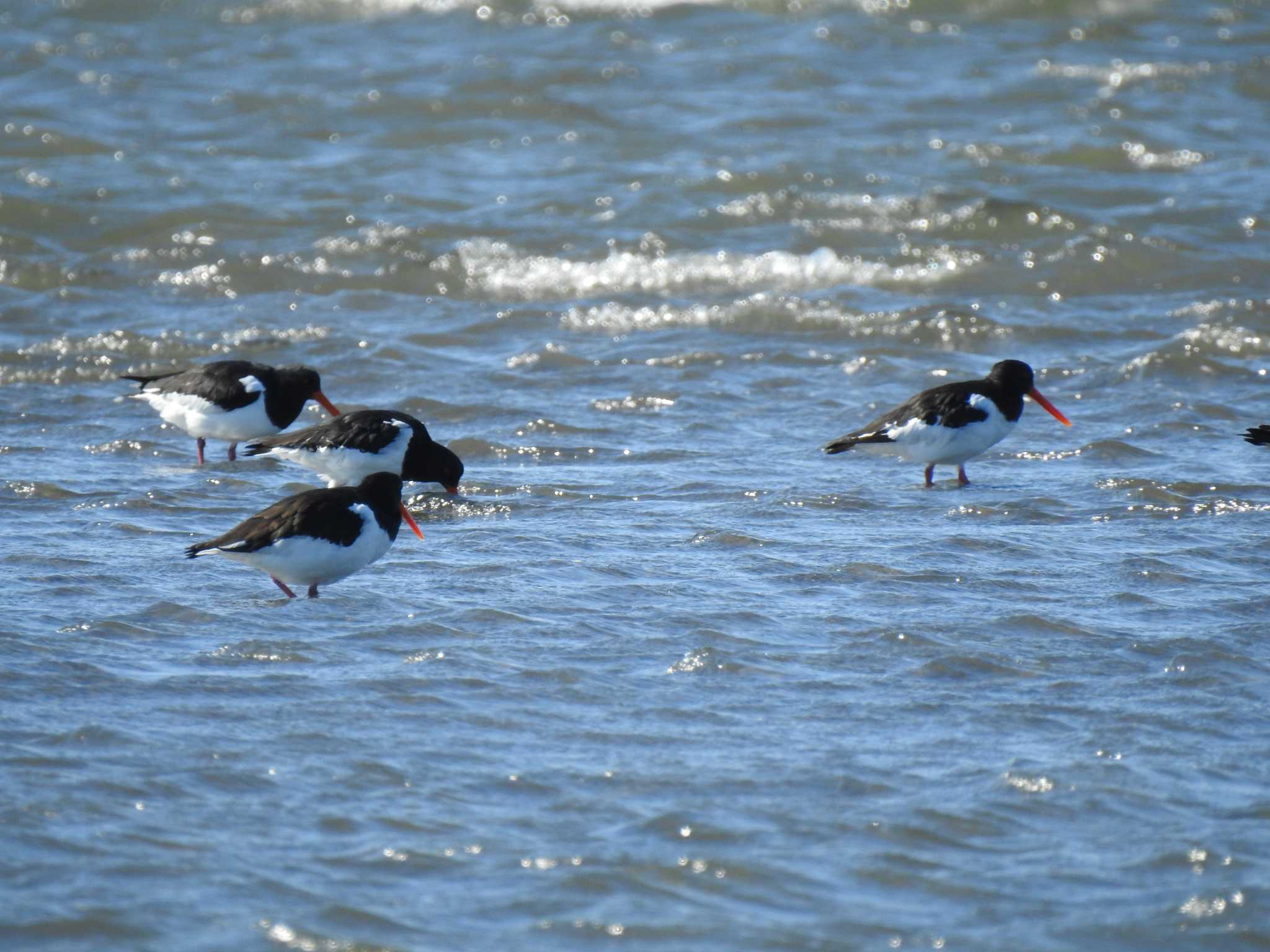 Eurasian Oystercatcher