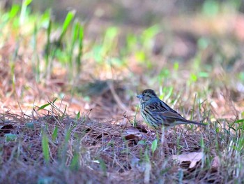 Masked Bunting 房総のむら Sun, 3/14/2021