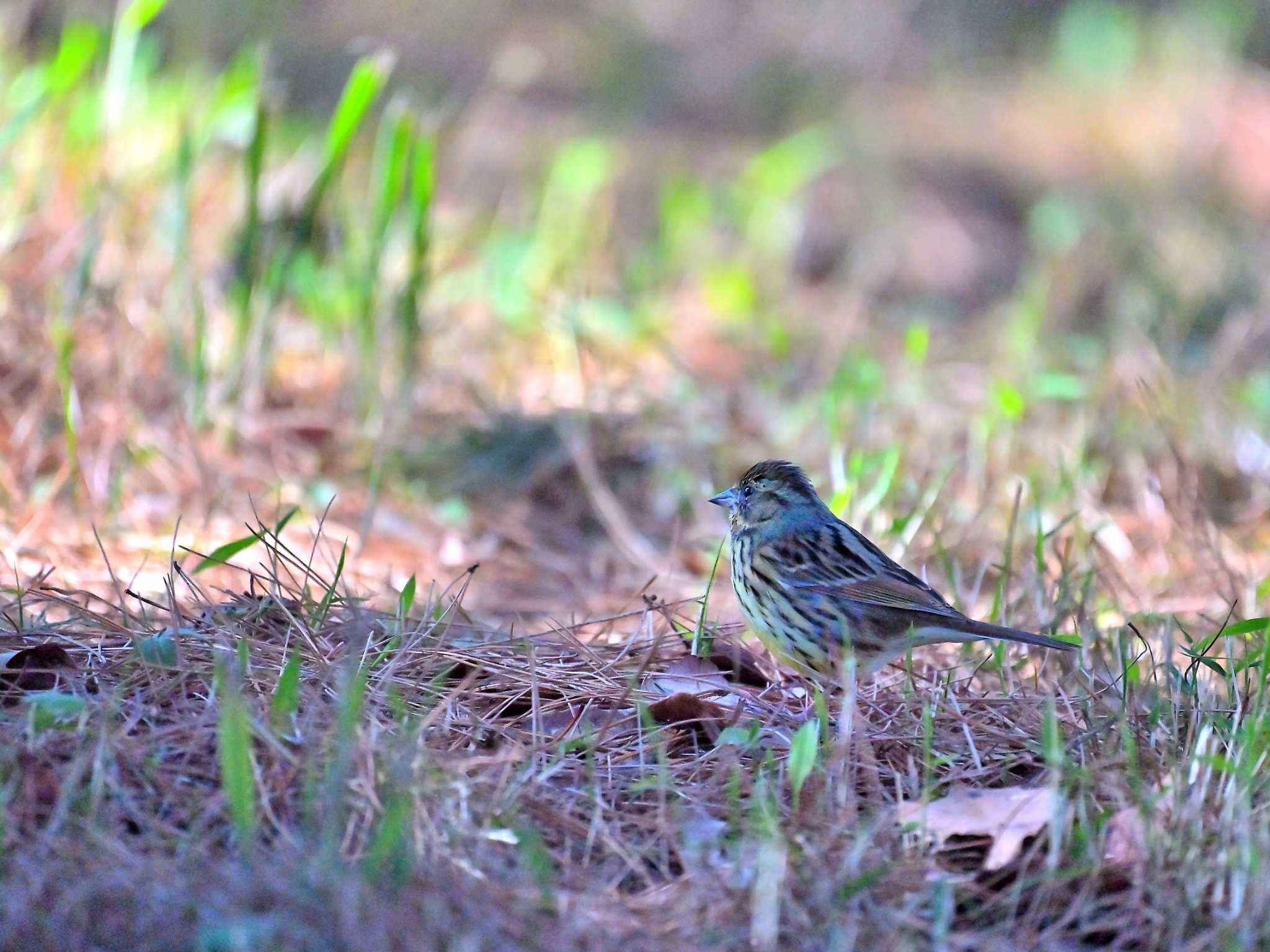 Photo of Masked Bunting at 房総のむら by birds@hide3