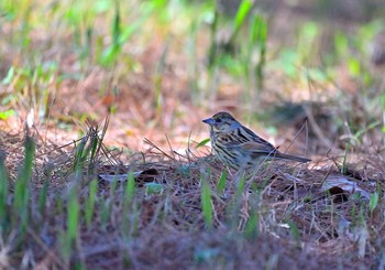 Masked Bunting 房総のむら Sun, 3/14/2021