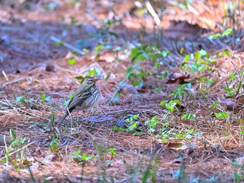 Olive-backed Pipit 房総のむら Sun, 3/14/2021