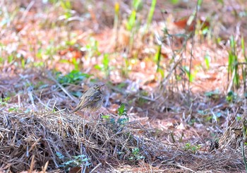 Olive-backed Pipit 房総のむら Sun, 3/14/2021