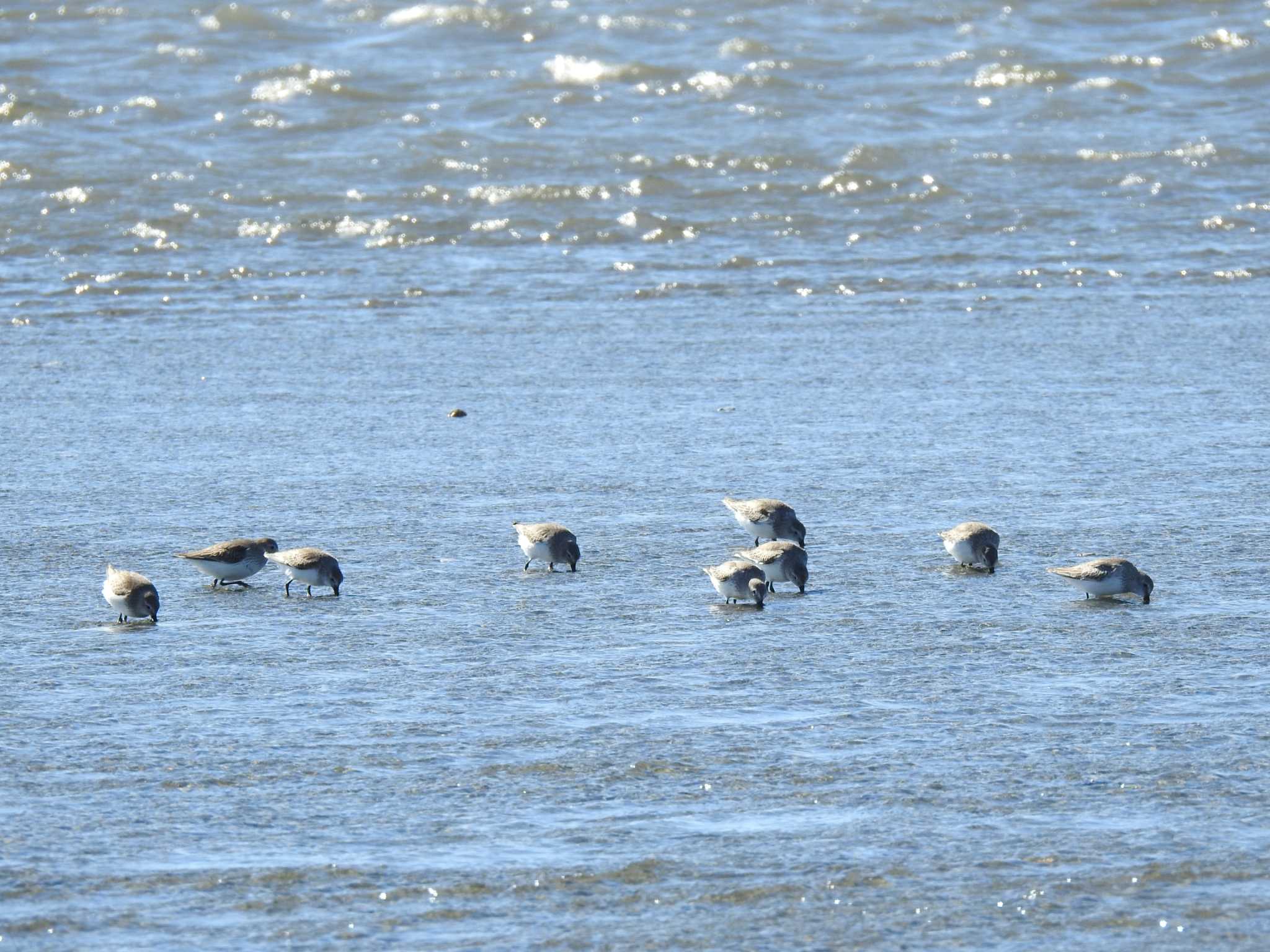 Dunlin