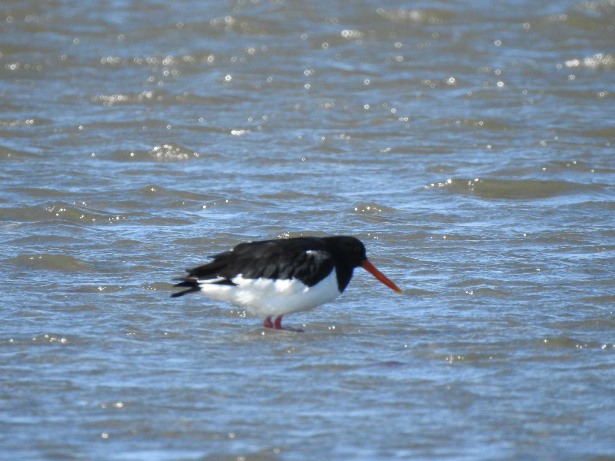 Eurasian Oystercatcher