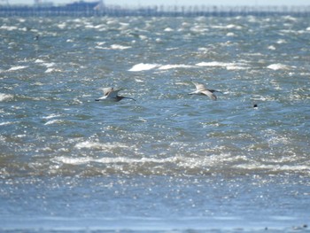 ダイシャクシギ ふなばし三番瀬海浜公園 2021年3月14日(日)