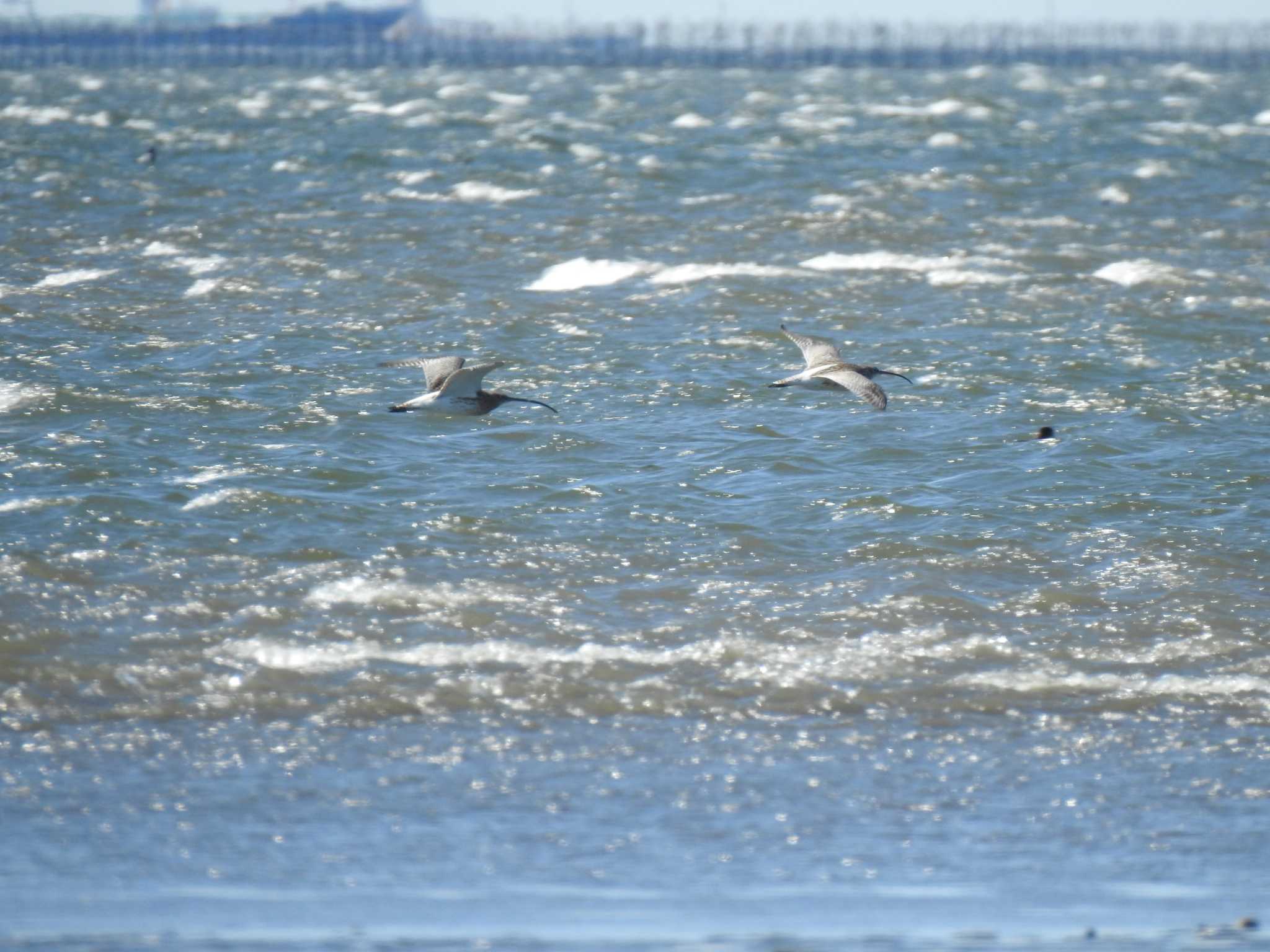 Eurasian Curlew