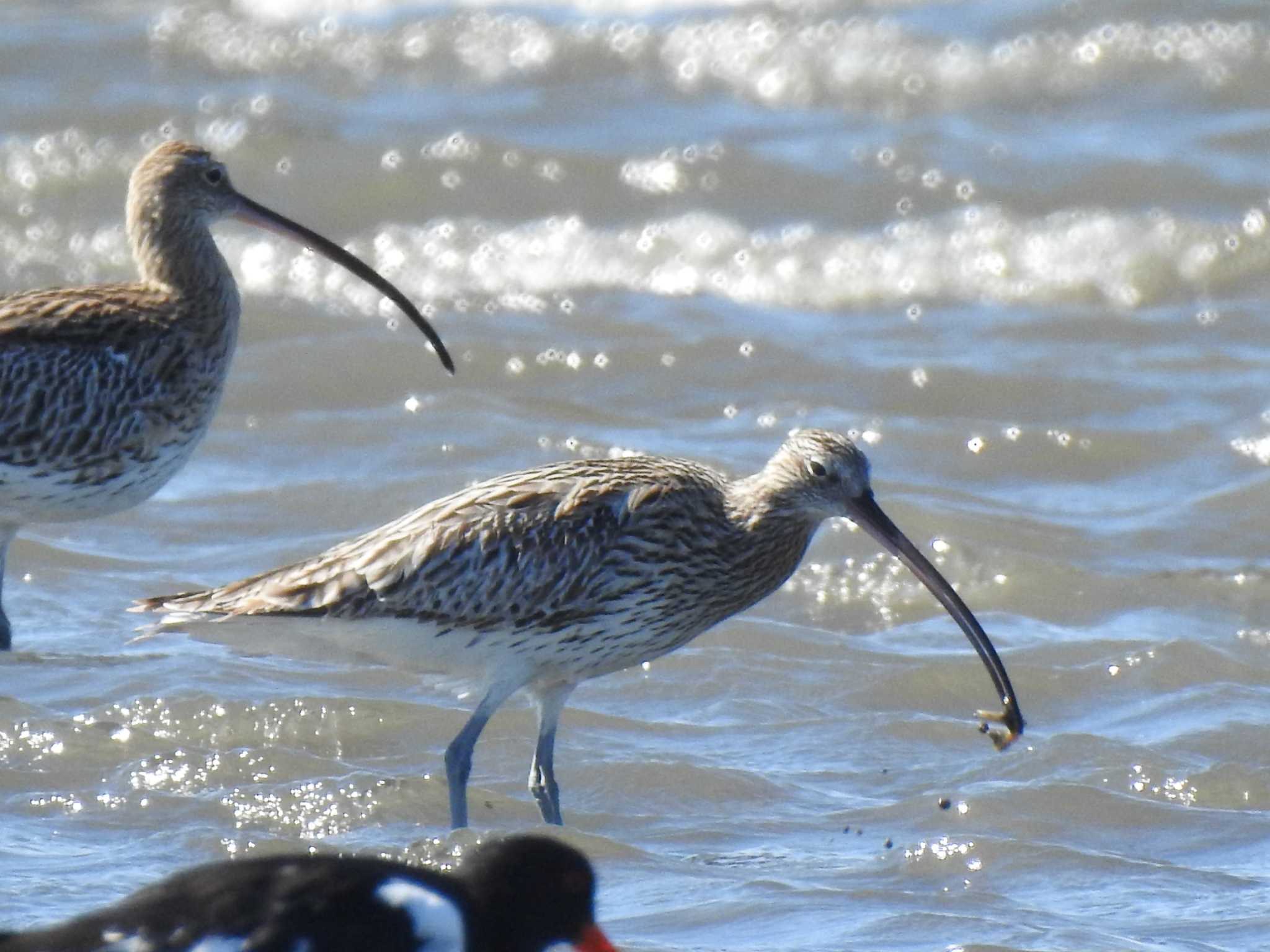 Eurasian Curlew