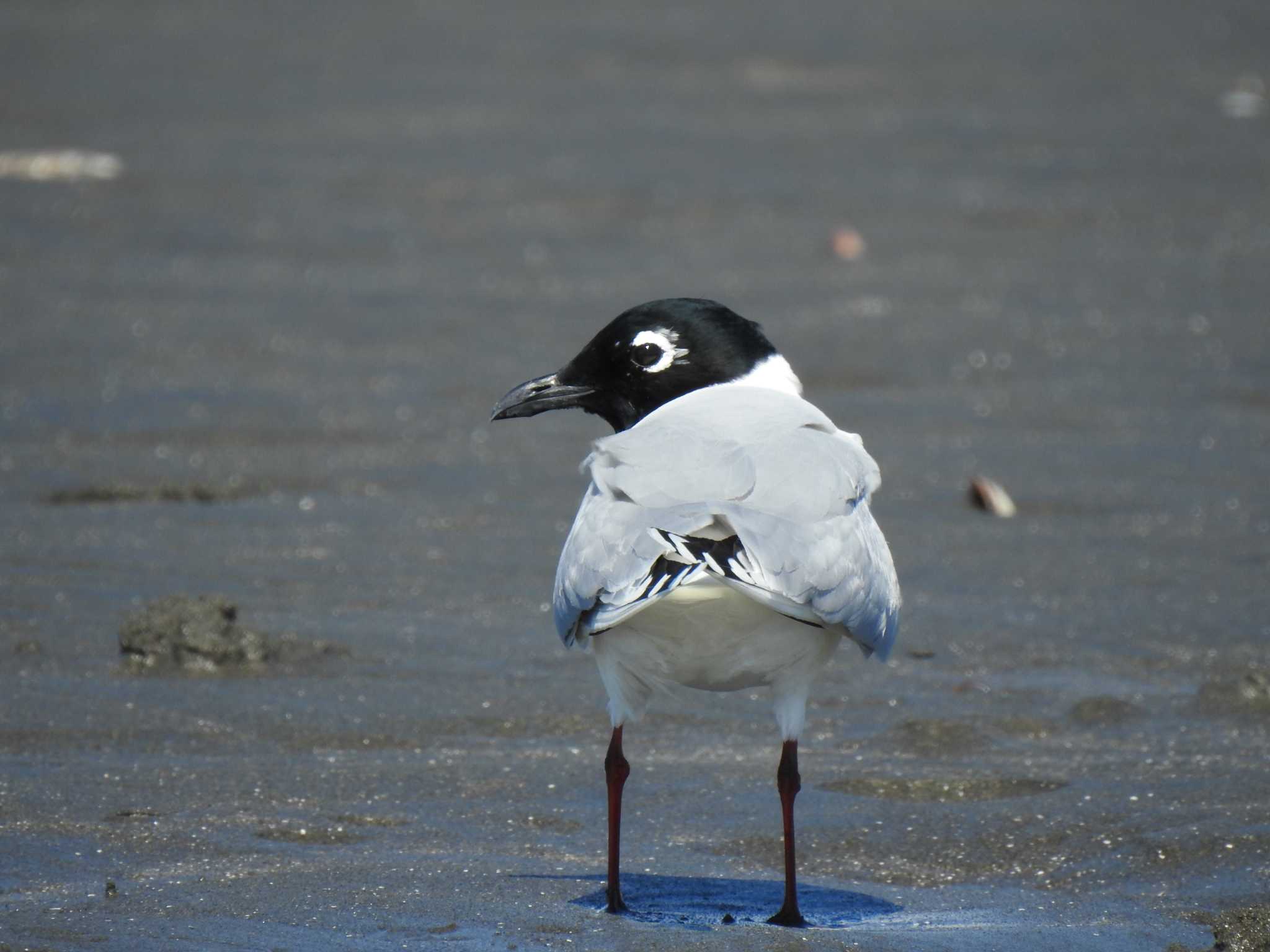 Saunders's Gull