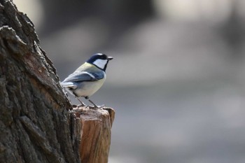 Japanese Tit Akashi Park Sun, 3/14/2021