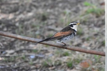 Dusky Thrush Akashi Park Sun, 3/14/2021