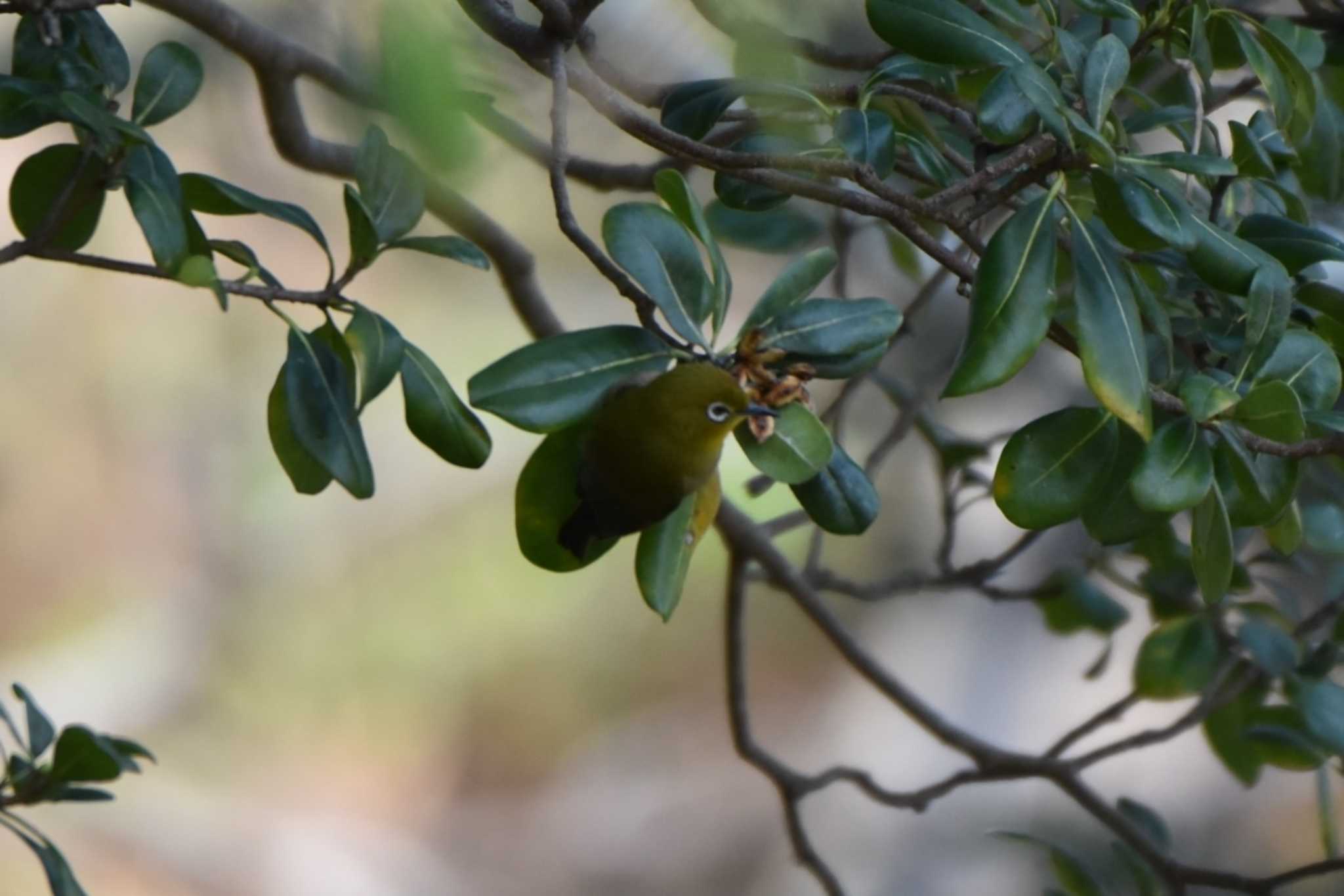 Warbling White-eye