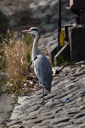 Grey Heron Akashi Park Sun, 3/14/2021