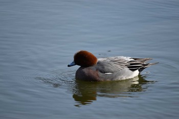 Eurasian Wigeon Akashi Park Sun, 3/14/2021