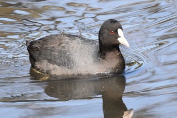 Eurasian Coot Akashi Park Sun, 3/14/2021