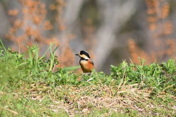 Varied Tit Akashi Park Sun, 3/14/2021