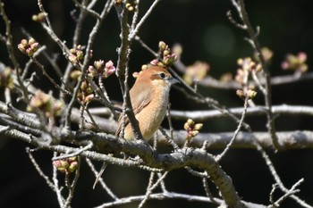 Bull-headed Shrike Akashi Park Sun, 3/14/2021