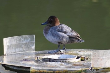 ホシハジロ 明石公園 2021年3月14日(日)