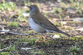 2021年3月14日(日) 明石公園の野鳥観察記録