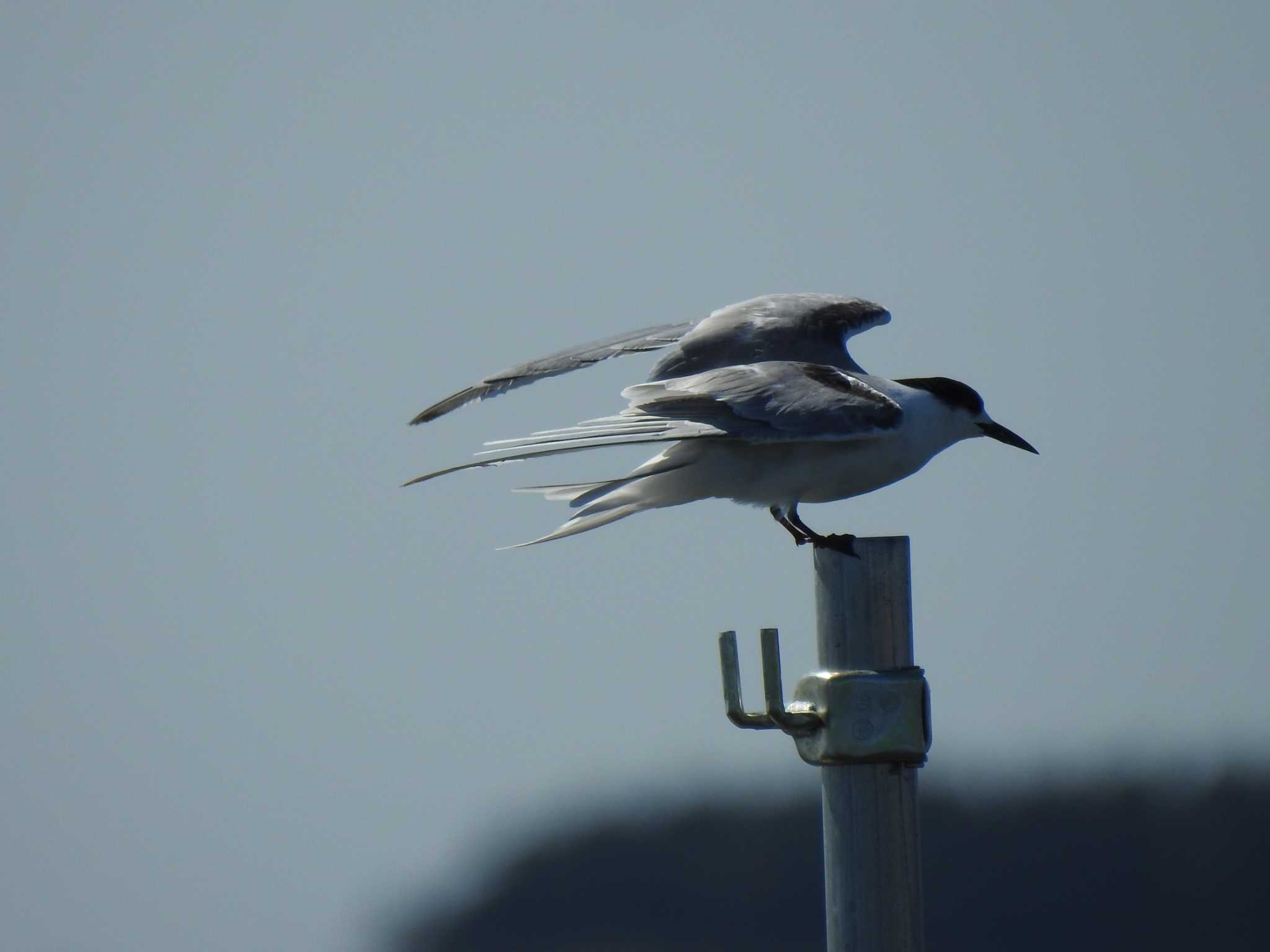 Common Tern