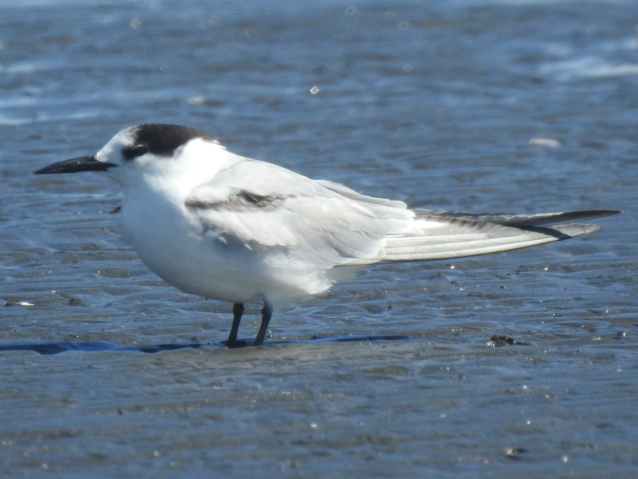 Common Tern