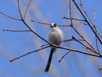 エナガ 小山田緑地公園 2021年3月9日(火)